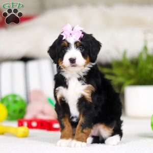 Paris, Mini Bernedoodle Puppy